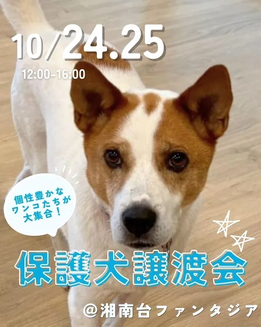 ピースワンコ譲渡会＠湘南台ファンタジア
