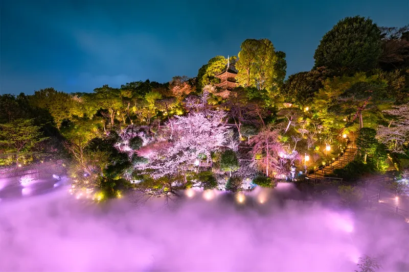 この時季だけの庭園演出『夜桜雲海』