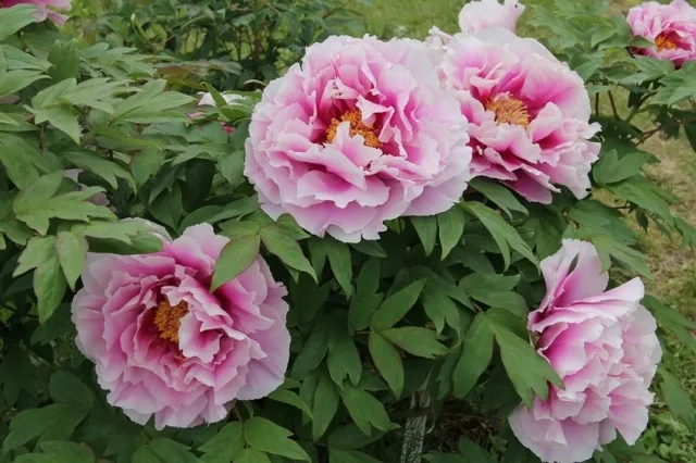 第51回飯南町ぼたんまつり