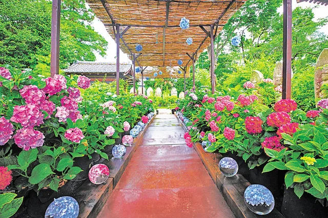 【あじさい・見ごろ】般若寺