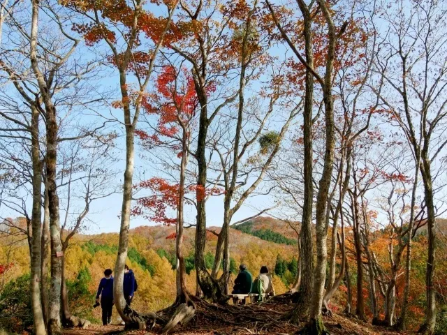 赤羽かおるぶな林