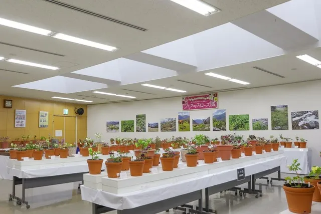 クリスマスローズ展