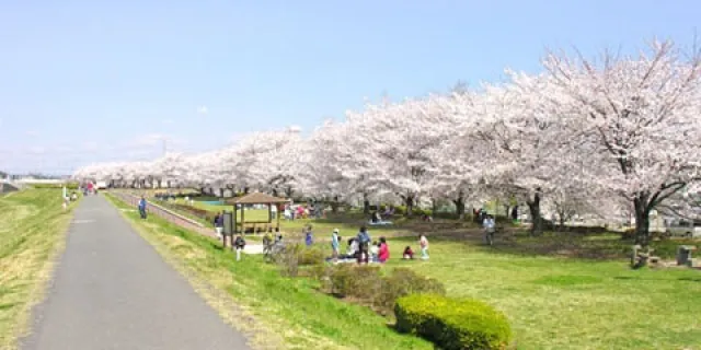 【桜・見ごろ】高麗川右岸環境側帯の桜並木_1