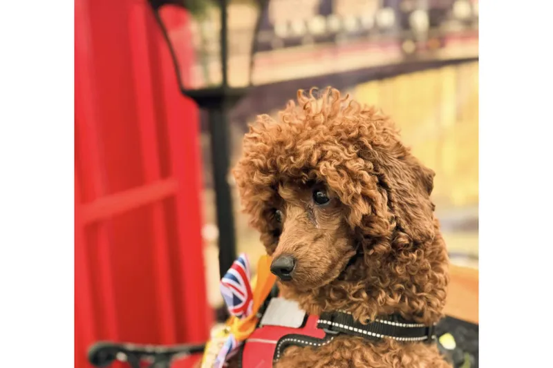 ロンドンドッグフェスタ in あけぼの山農業公園_3