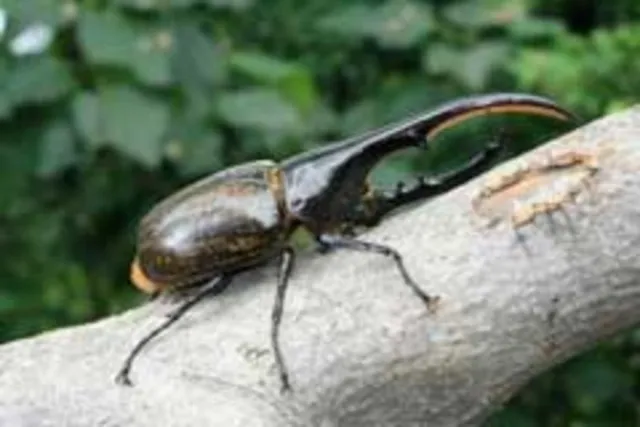 カブクワと記念撮影
