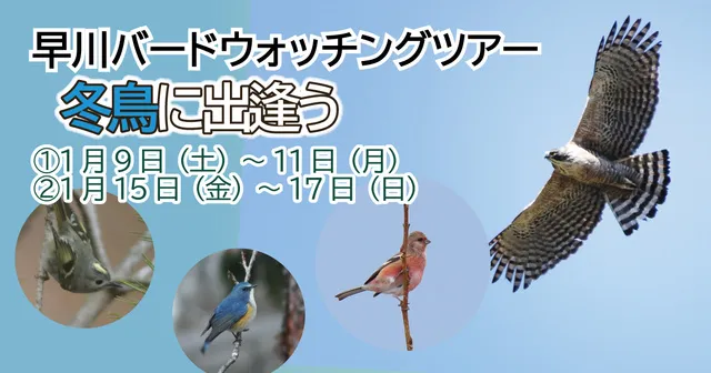 早川バードウォッチングツアー　冬鳥に出会う