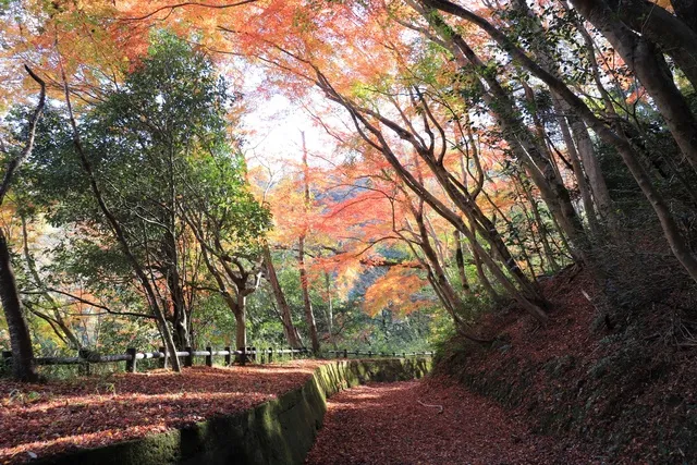 【紅葉・見ごろ】岩倉峡公園