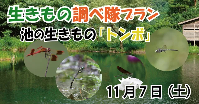 生きもの調べ隊プラン　～池の生きもの「トンボ」～