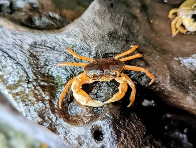 釣れた！が嬉しい！サワガニ釣り体験