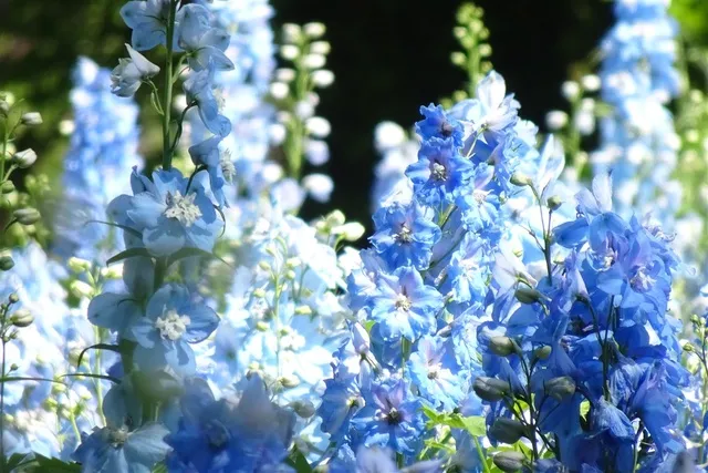 【花・見ごろ】国営武蔵丘陵森林公園 デルフィニウム