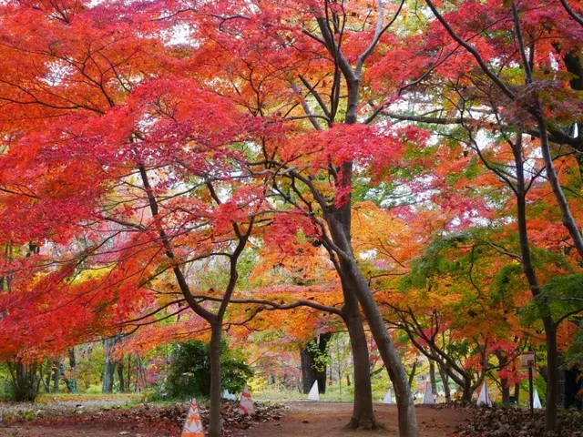 【紅葉・見ごろ】国営武蔵丘陵森林公園　カエデ類