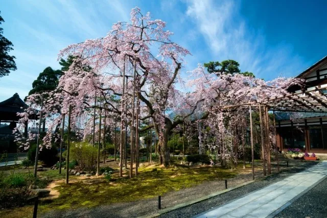 【桜・見ごろ】大宝寺