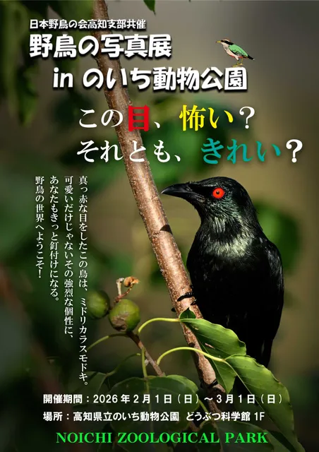 日本野鳥の会高知支部共催「野鳥の写真展 in のいち動物公園」