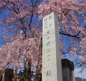 【桜・見ごろ】向ヶ岡公園