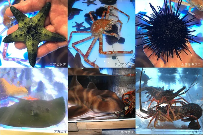 ふれあい水族館～タッチングプール～