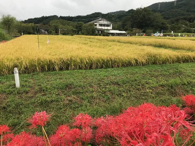 絵師しろひげ　はだの観光スケッチ9月～秋の田原ふるさと公園で「稲穂と彼岸花」を描こう！