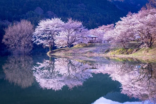 桜・見ごろ】さくらの里公園