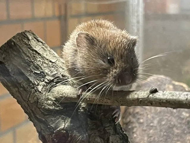 六甲山の生きものに出会おう