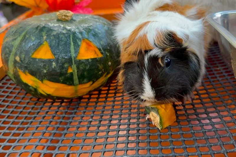 動物園のハロウィン