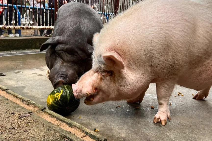 動物園のハロウィン_2