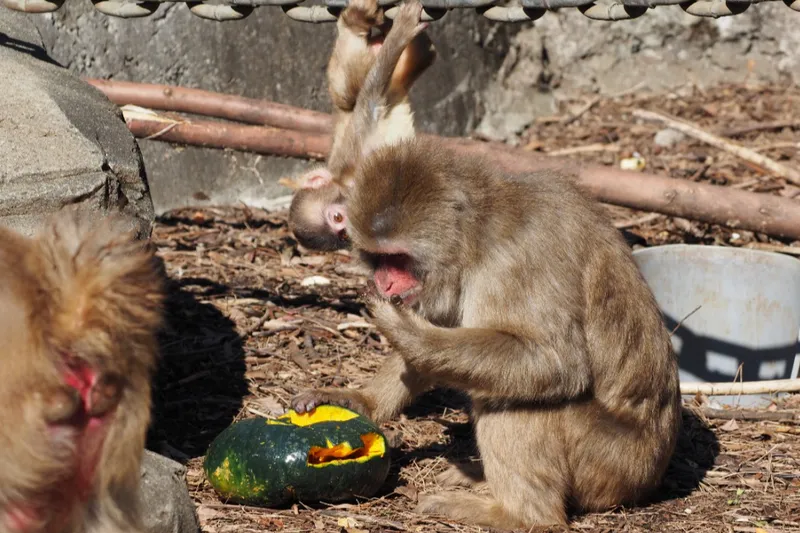 動物園のハロウィン_3