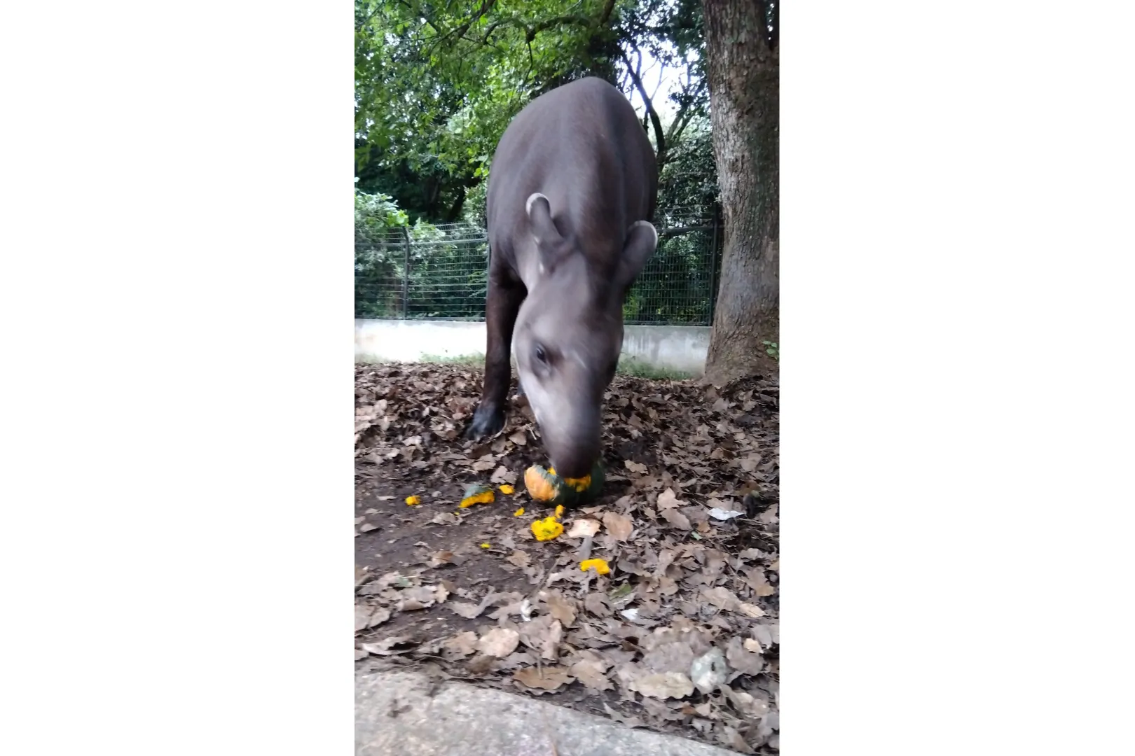 動物園のハロウィン_4