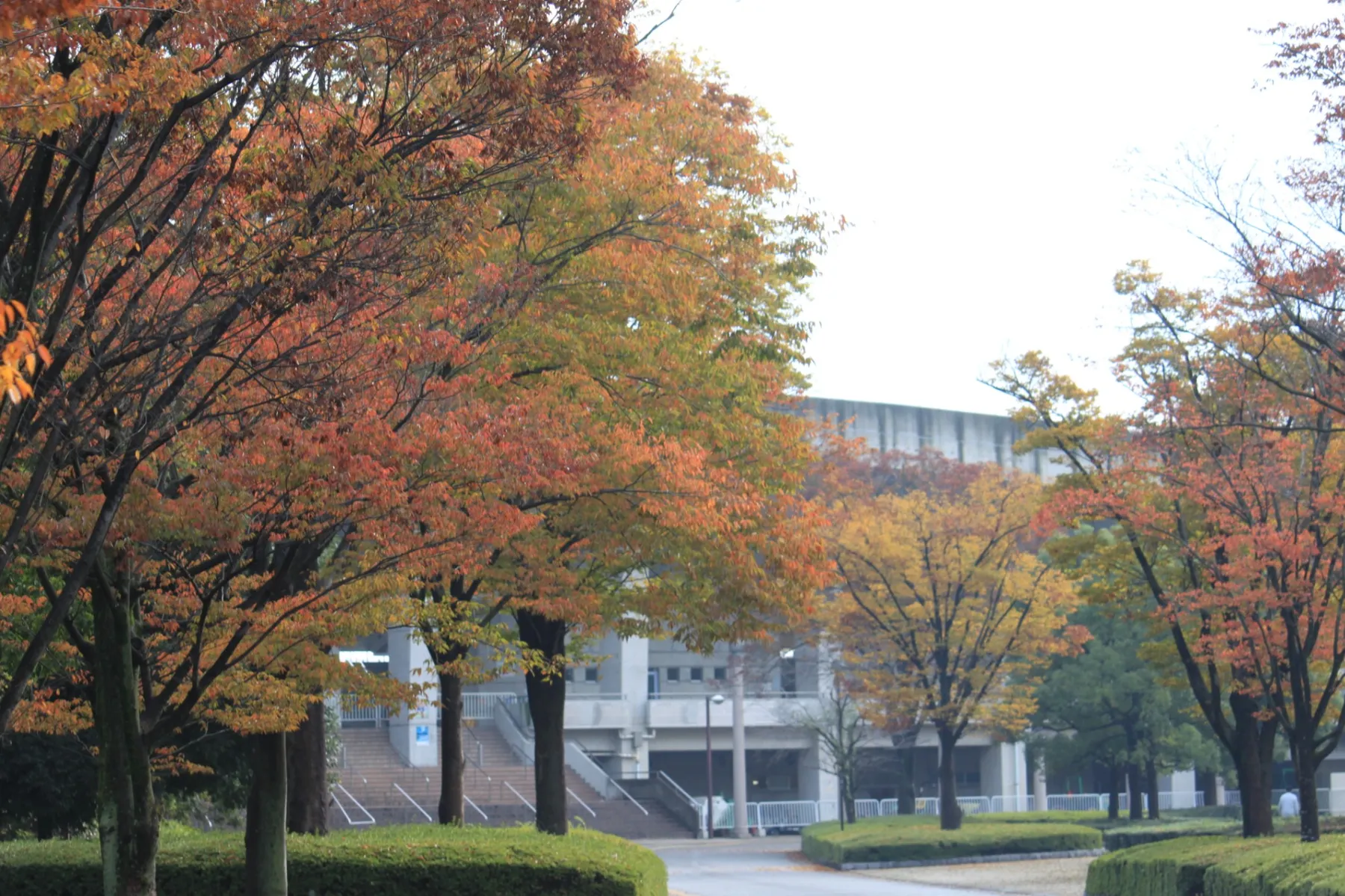 熊谷スポーツ文化公園の紅葉情報_1