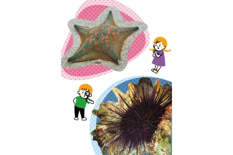 〈夏の企画展〉巡回展　キモかわすごい！海の骨なしどうぶつの世界_4