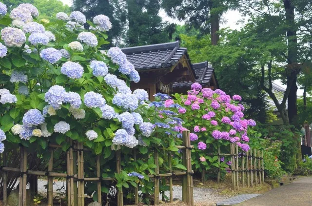 千光寺　あじさい祭り_1