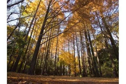 生田緑地の紅葉情報_1