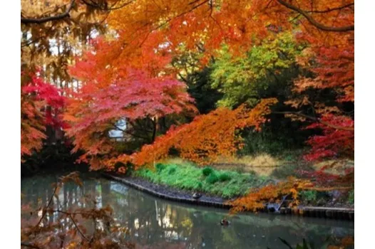 生田緑地の紅葉情報_2