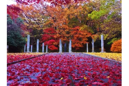 生田緑地の紅葉情報_3