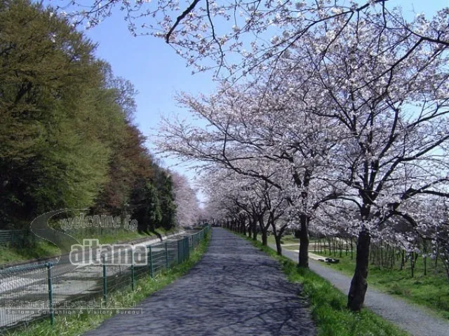 【桜・見ごろ】緑のヘルシーロード_1