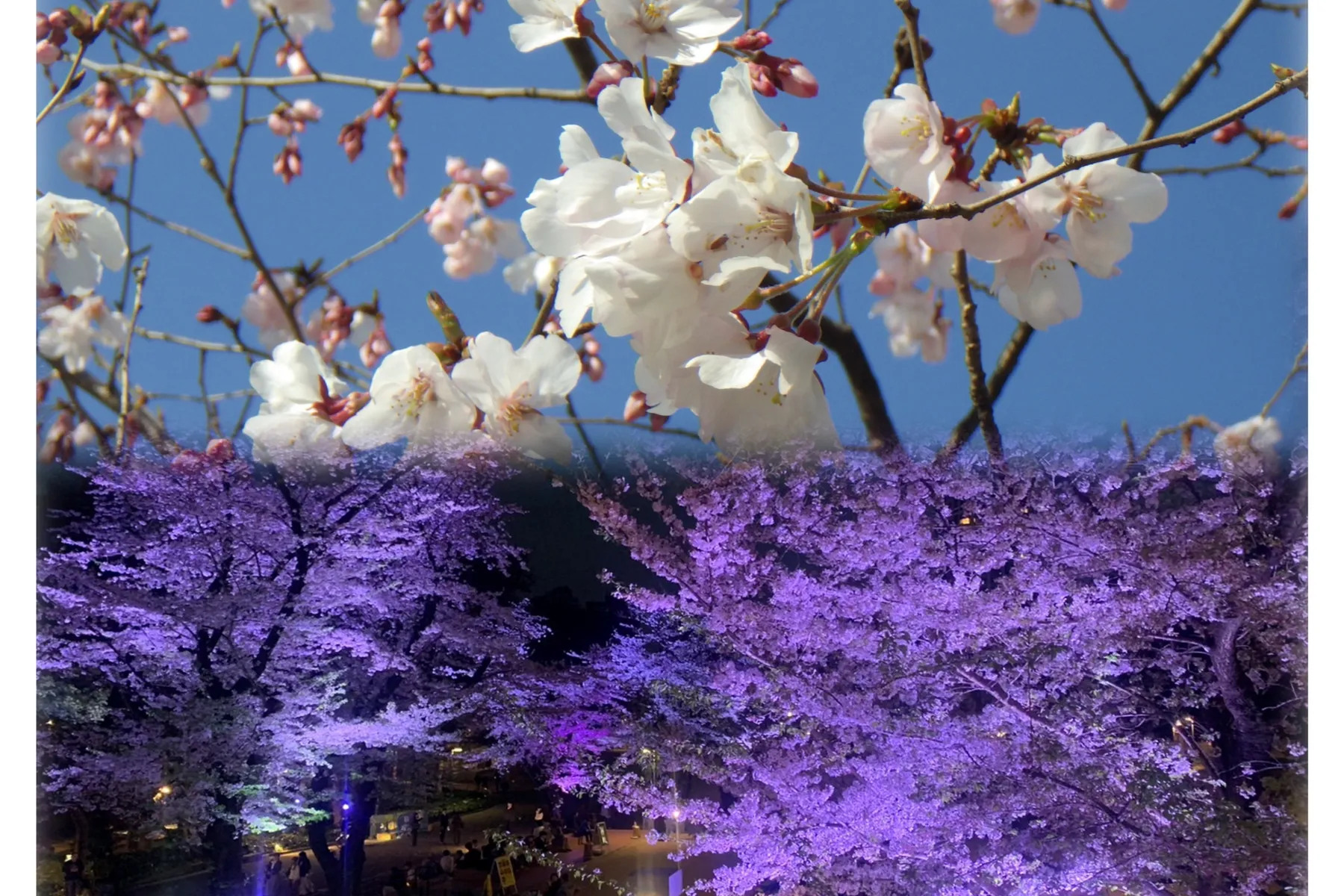 夜桜ライトアップ【新宿中央公園】_2