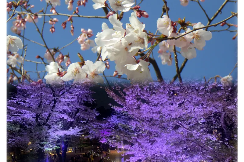夜桜ライトアップ【新宿中央公園】_2