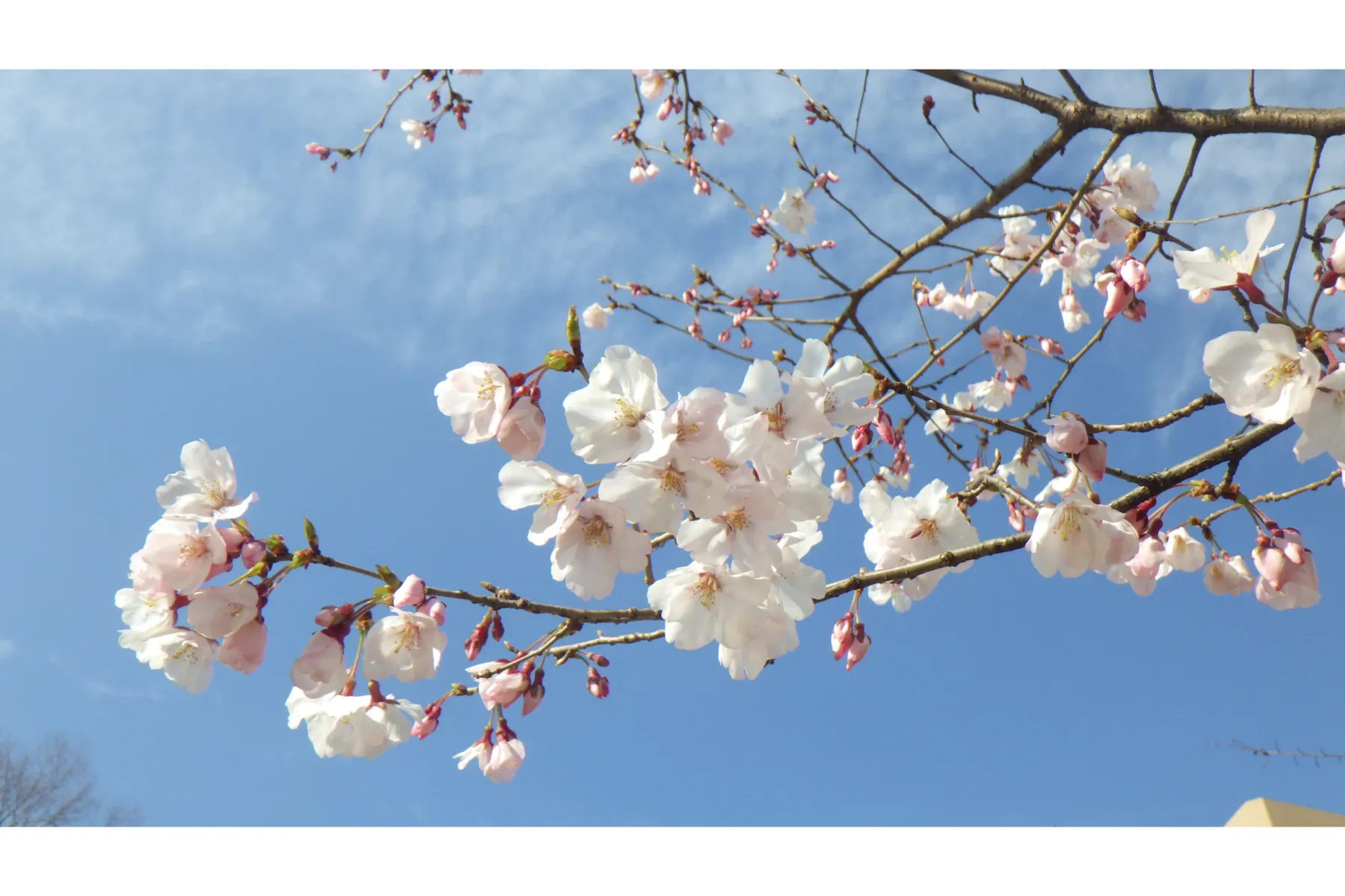 夜桜ライトアップ【新宿中央公園】_3