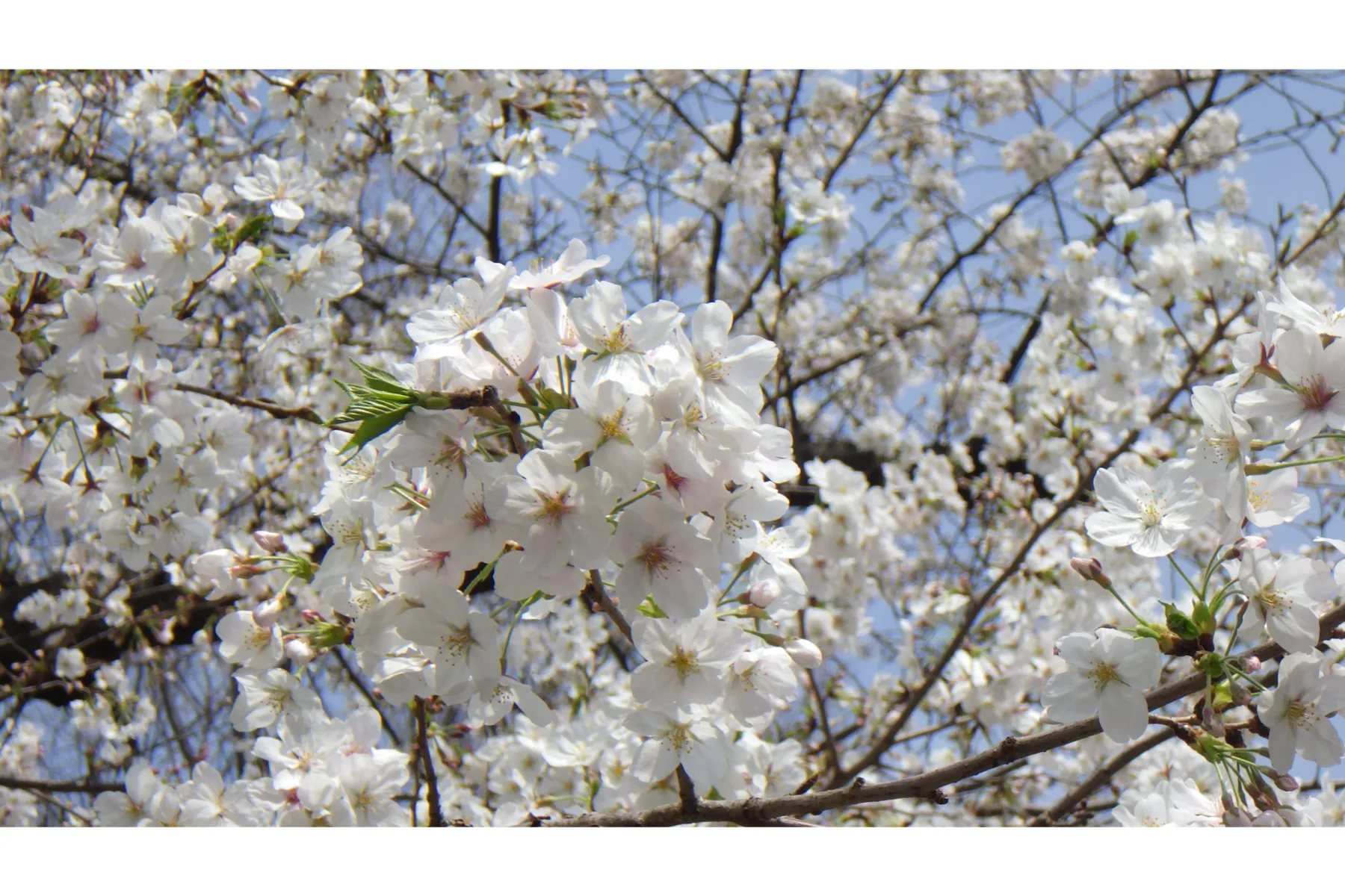 夜桜ライトアップ【新宿中央公園】_4