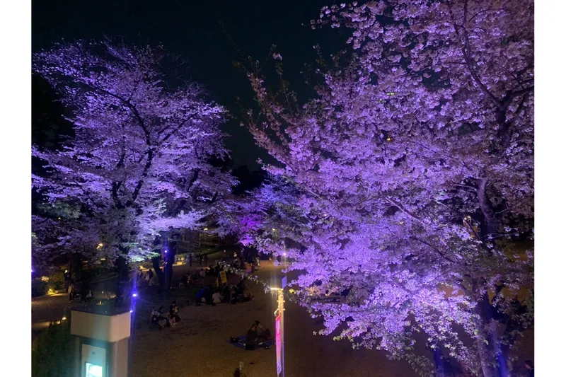 2025年4月夜桜ライトアップの様子