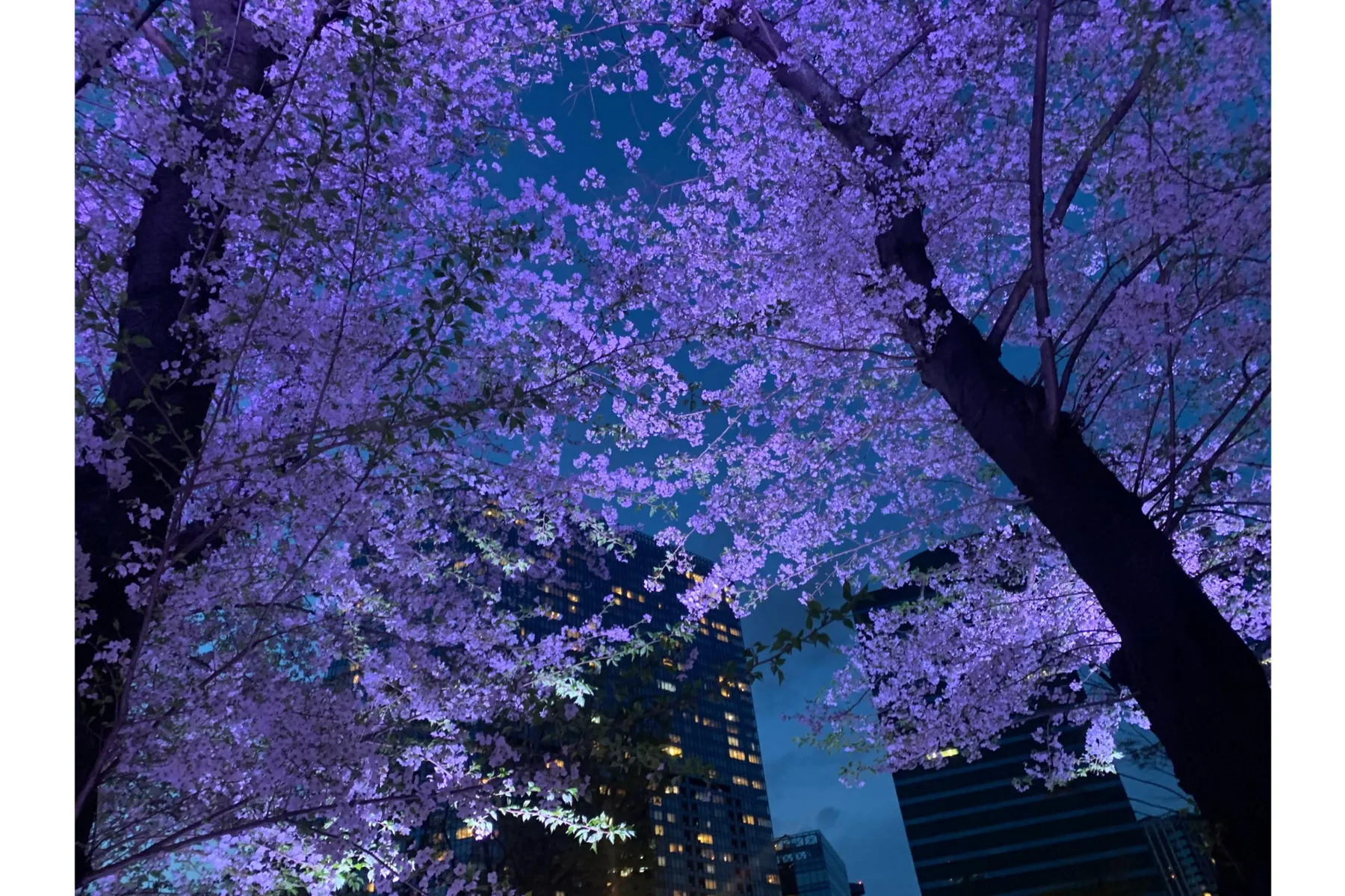 夜桜ライトアップ【新宿中央公園】_6
