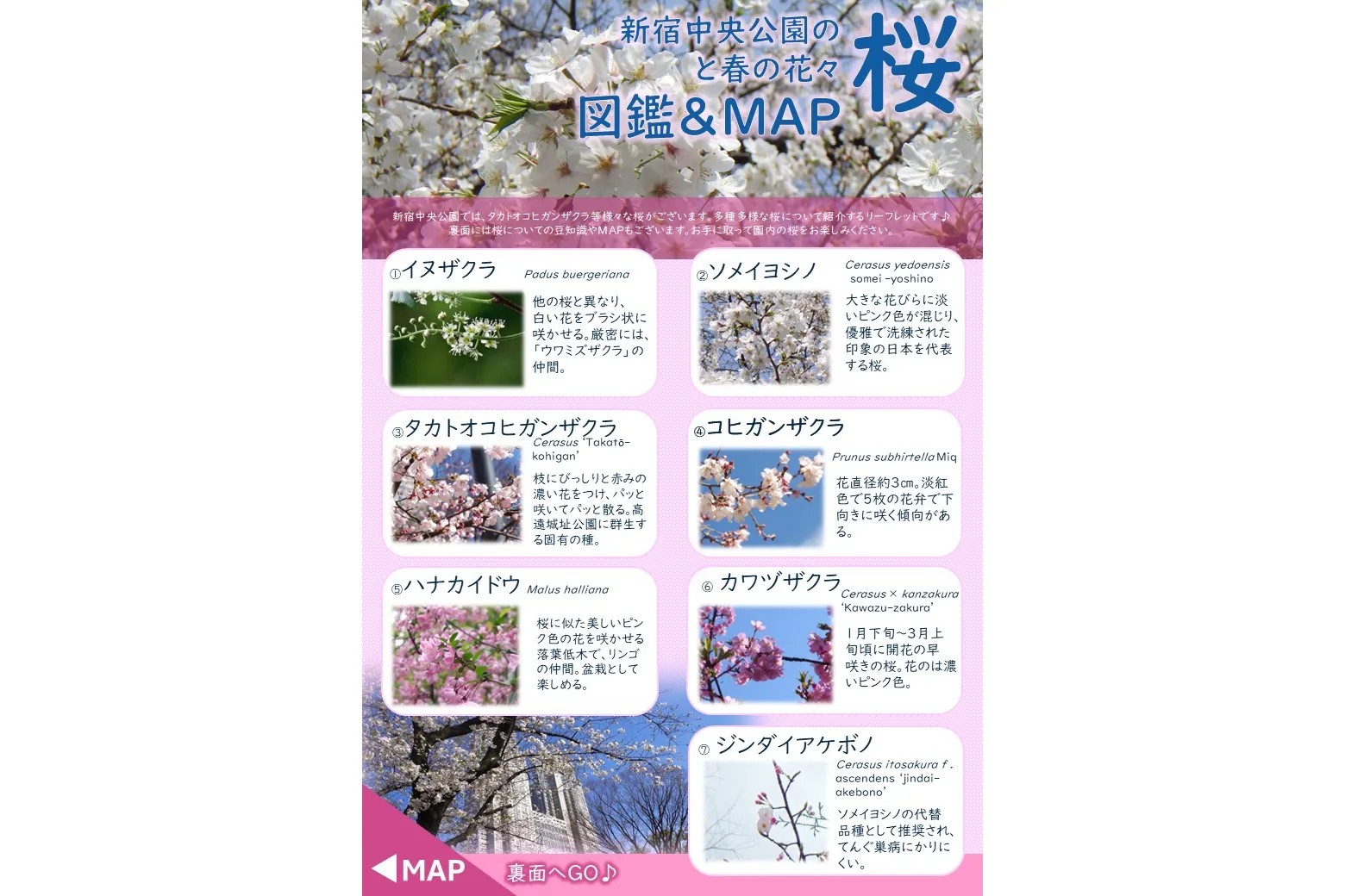 夜桜ライトアップ【新宿中央公園】_7