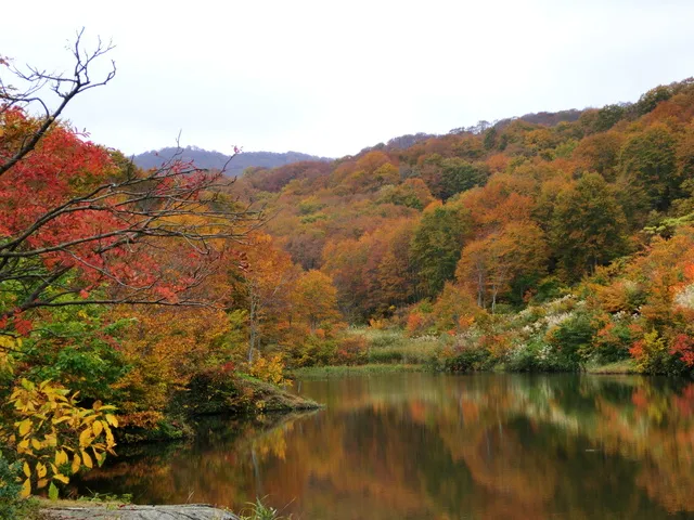 【紅葉・見ごろ】大厳寺高原