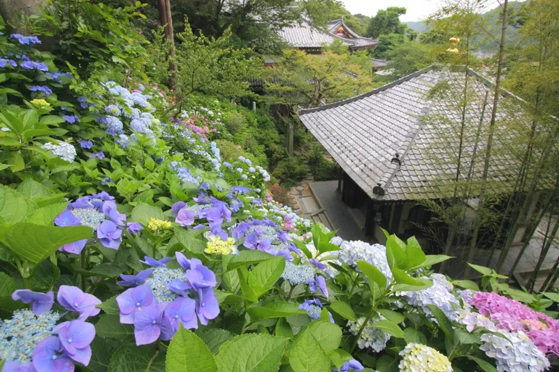 鎌倉長谷寺のあじさい路