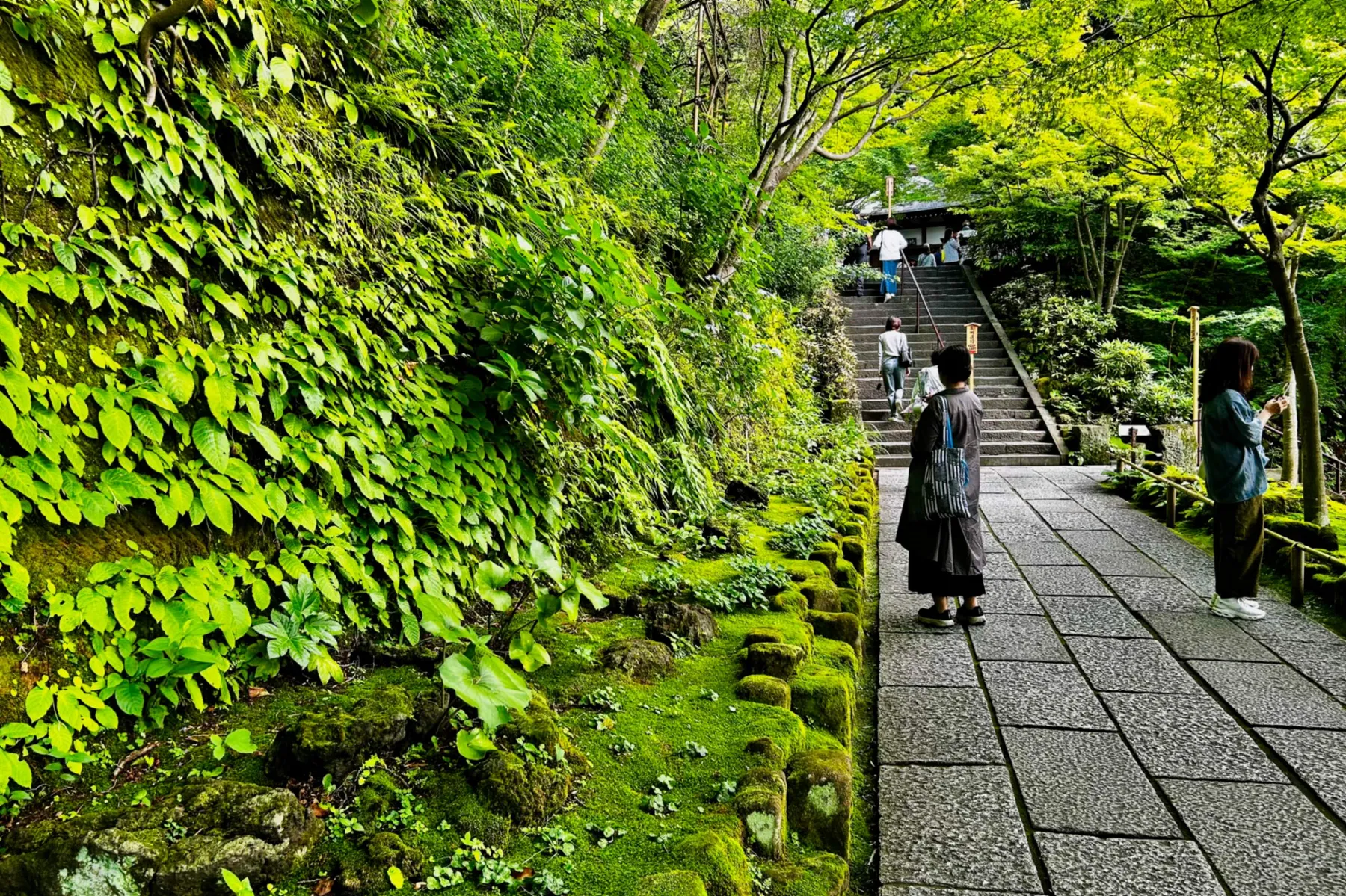 ＜鎌倉長谷寺のあじさい路＞鮮やかな緑がとってもステキ（2026年撮影：レッツエンジョイ東京編集部）