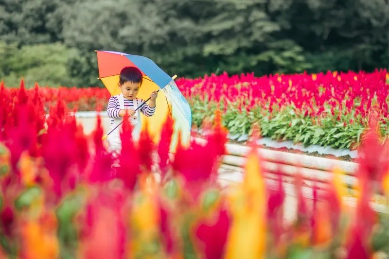 花畑が秋色に染まる「羽毛ゲイトウ」
