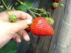 枇杷倶楽部　いちご狩り