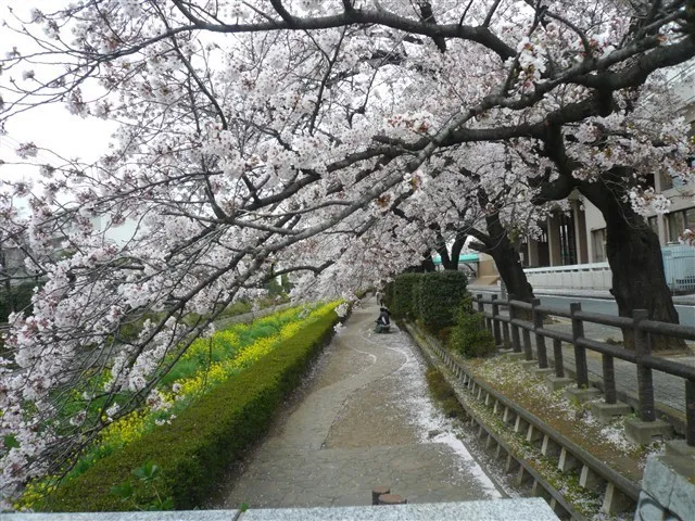 【桜・見ごろ】あげお富士住建ホール（上尾市文化センター）