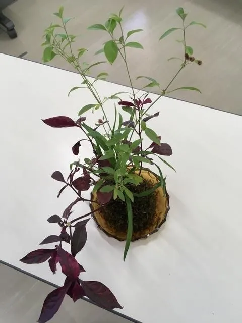 山野草の寄せ植え教室（7月）