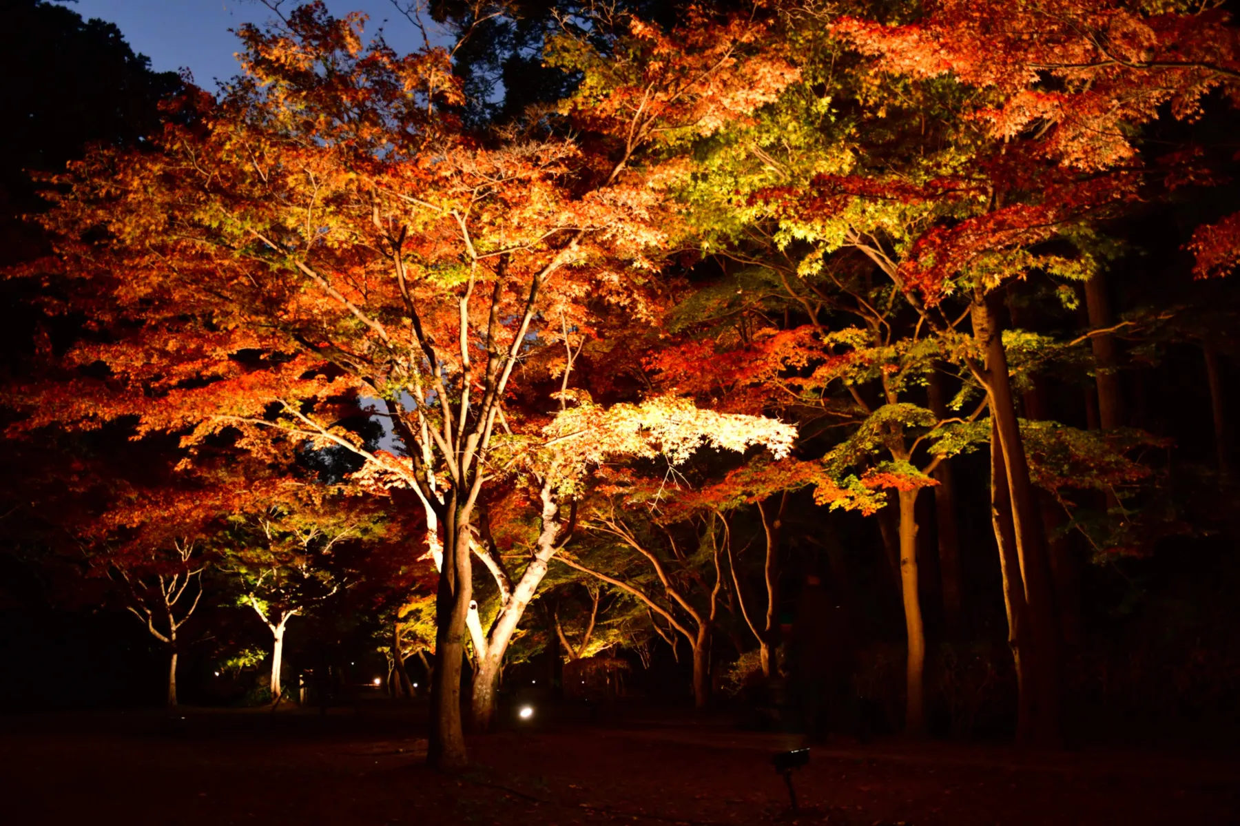 偕楽園もみじ谷の紅葉情報_1