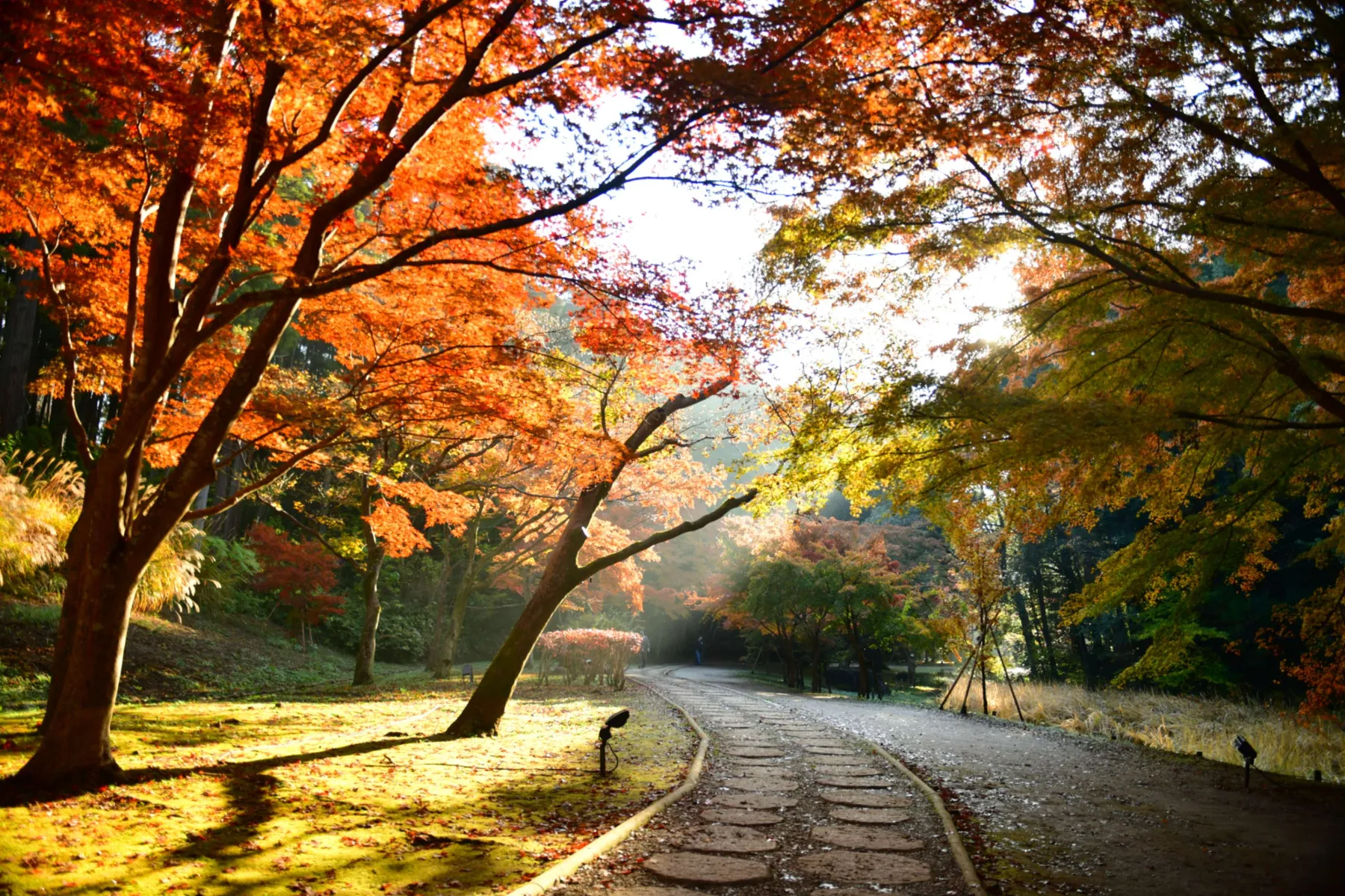 偕楽園もみじ谷の紅葉情報_2