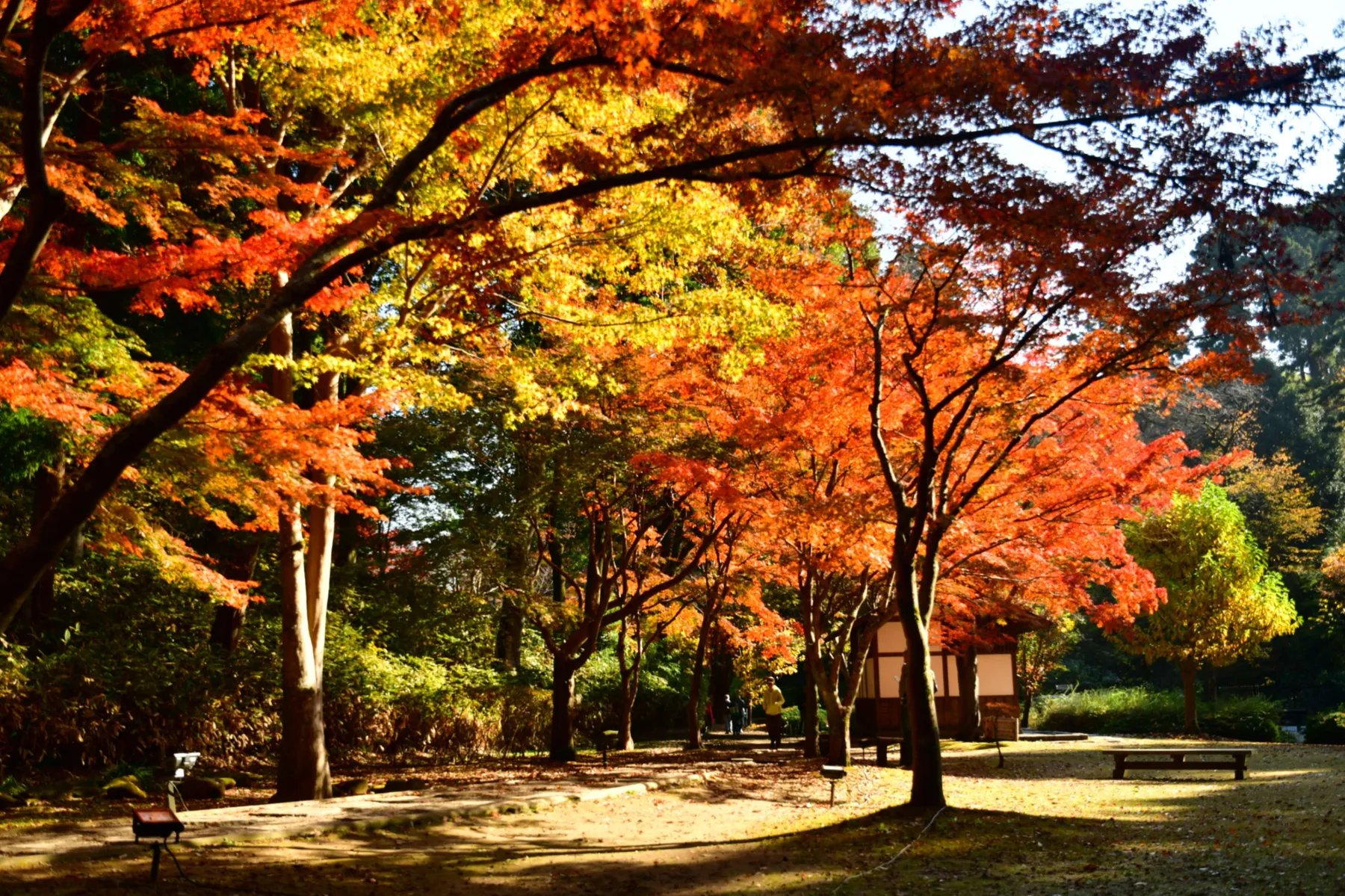 偕楽園もみじ谷の紅葉情報_3